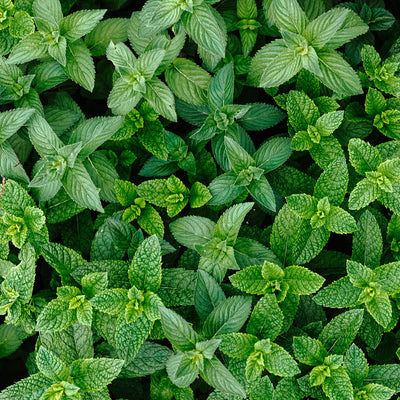 PERFECT POTION PEPPERMINT CERTIFIED ORGANIC PURE ESSENTIAL OIL
