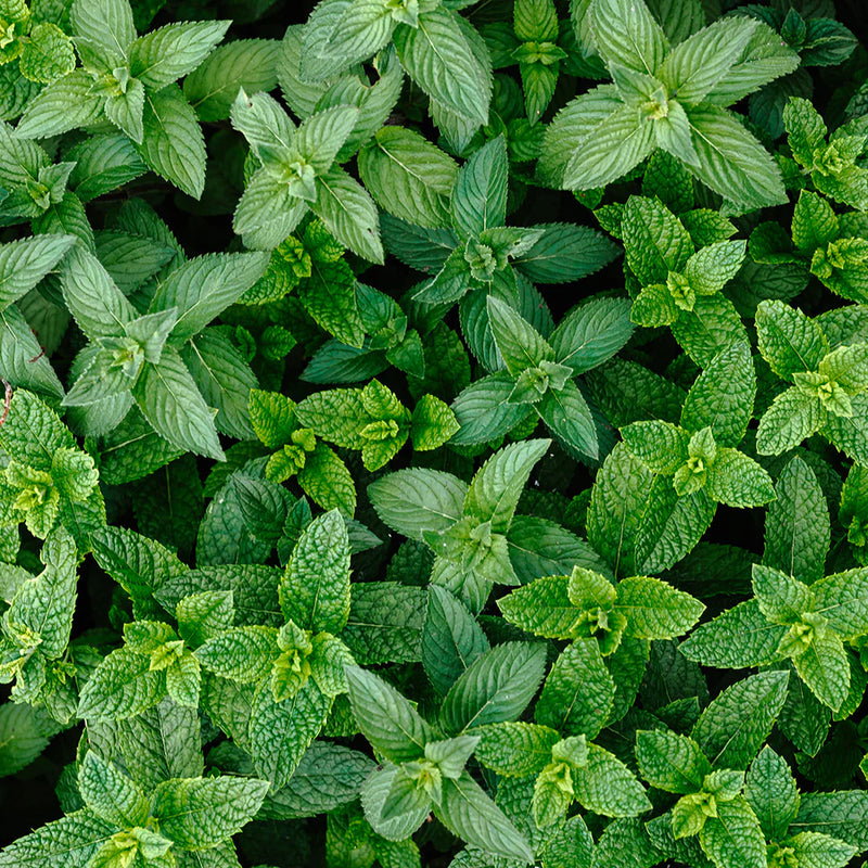 PERFECT POTION PEPPERMINT CERTIFIED ORGANIC PURE ESSENTIAL OIL